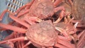 【ふるさと納税のホームページで誤表記】 “ズワイガニ”届くかと思いきや…約30人の元に“オオズワイガニ”「噴火湾でズワイガニは取れるのか」との問い合わせで誤り発覚＜北海道洞爺湖町＞