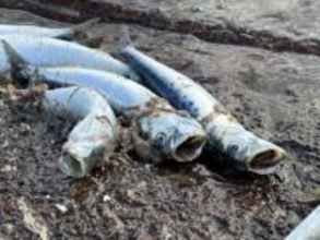 【大群！イワシが襲来】年末に出荷する予定だった大量の養殖ウニ死滅…養殖トラウトサーモン6600匹が全滅した漁港で_イワシの大群が押し寄せて海中の酸素濃度が低下〈北海道せたな町〉