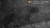 「街中の山林に居着いた？林道に相次いでクマ出没_同一個体か？2時間の間に2度カメラに…住宅街まで600ｍ、周辺にさっぽろ羊ヶ丘展望台などの観光施設も_札幌市などで注意呼びかけ〈札幌市豊平区〉」の画像1