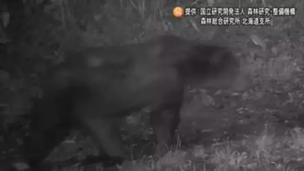 街中の山林に居着いた？林道に相次いでクマ出没_同一個体か？2時間の間に2度カメラに…住宅街まで600ｍ、周辺にさっぽろ羊ヶ丘展望台などの観光施設も_札幌市などで注意呼びかけ〈札幌市豊平区〉