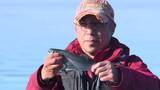 「【北海道でチップ釣り】銀色の魚体も湖面もキラキラ！「チップ」と呼ばれるサケ科のヒメマス“水温低く”序盤の釣果は『厳しめ』―8月末ごろまで〈北海道千歳市〉」の画像1