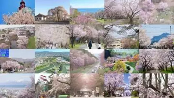 【必見】北海道の桜ベスト10＆穴場スポット！“桜のトンネル”＆樹齢300年以上…圧巻の“しだれ桜”＆ライトアップが美しい“夜桜”も―風景写真家・水彩画家のおすすめスポットも紹介