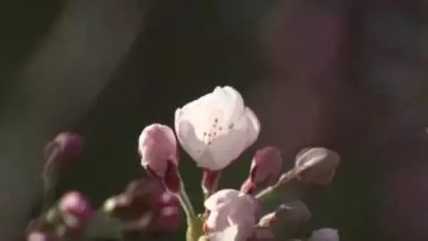 サクラ前線が津軽海峡をわたり北海道に上陸！松前公園で開花を宣言「とてもきれい」平年より2週間早く“観測史上2番目の早さ” 札幌でも早咲きのサクラチラホラと…開花予想は4月18日 いよいよお花見シーズン