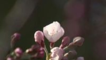 サクラ前線が津軽海峡をわたり北海道に上陸！松前公園で開花を宣言「とてもきれい」平年より2週間早く“観測史上2番目の早さ” 札幌でも早咲きのサクラチラホラと…開花予想は4月18日 いよいよお花見シーズン