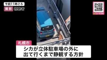 【迷いシカ】立体駐車場の屋上に…子ジカが！2日たっても出られず居座り続ける→警察官見守るも動かず→札幌市は静観の方針〈北海道札幌市〉