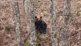 「【ヒグマ速報】人気観光地「神の子池」近くにクマ出没“クマと目が合う”わずか50mの距離で…クマが木陰に隠れて無事→山菜採りの人も注意を〈北海道清里町〉」の画像1