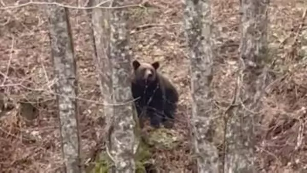 【ヒグマ速報】人気観光地「神の子池」近くにクマ出没“クマと目が合う”わずか50mの距離で…クマが木陰に隠れて無事→山菜採りの人も注意を〈北海道清里町〉