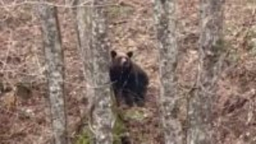 【ヒグマ速報】人気観光地「神の子池」近くにクマ出没“クマと目が合う”わずか50mの距離で…クマが木陰に隠れて無事→山菜採りの人も注意を〈北海道清里町〉