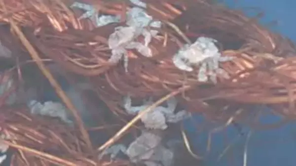 減少続く根室特産「花咲ガニ」を守る！＿漁獲回復へ願いを込めて約2ミリの“稚ガニ”33万匹放流…漁獲できるサイズになる5年後に期待〈北海道根室市〉