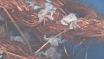 減少続く根室特産「花咲ガニ」を守る！＿漁獲回復へ願いを込めて約2ミリの“稚ガニ”33万匹放流…漁獲できるサイズになる5年後に期待〈北海道根室市〉