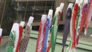 定山渓温泉の風物詩「渓流鯉のぼり」がスタート！ことしで“40年目”の春の恒例イベント＿彩り豊かに泳ぐ光景に観光客も喜びの声〈北海道札幌市〉