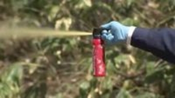 『クマ撃退スプレーの噴射実験』で高校生3人搬送＿目の痛み訴え動けず＿部活仲間6人で三角山へ〈北海道札幌市〉