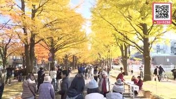 輝くような金色に色づいたイチョウ並木―北海道大学で「金葉祭」始まる―夜にはライトアップも―11月1日まで＜北海道札幌市＞