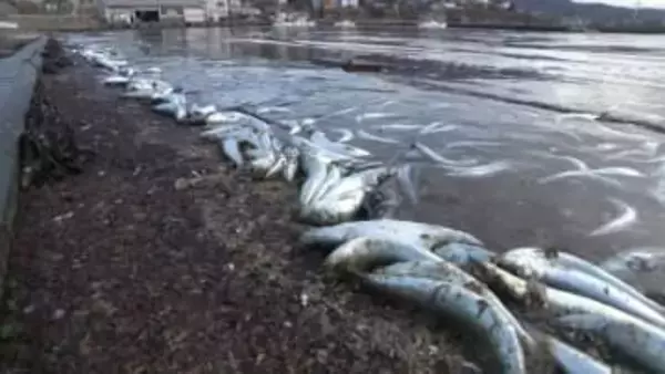 北海道南部で養殖魚の"全滅"相次ぐ『トラウトサーモン1万匹超、ホッケ2000匹』が死ぬ…大量のイワシ流入で"酸欠"か…専門家「大きい生物に追われパニックに」