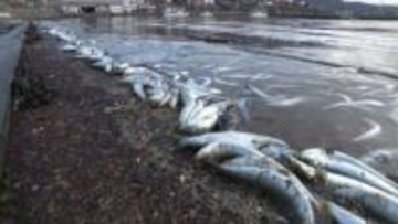 北海道南部で養殖魚の"全滅"相次ぐ『トラウトサーモン1万匹超、ホッケ2000匹』が死ぬ…大量のイワシ流入で"酸欠"か…専門家「大きい生物に追われパニックに」