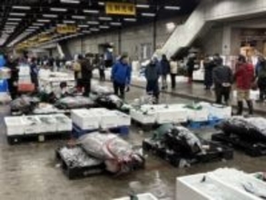 「こんなの見たことがない」異例の事態に漁業関係者も驚き…競りに並ぶ“大量のマグロ”100キロ超のサイズも10本以上_イワシの大群を追って漁場に集まった？〈北海道函館市〉