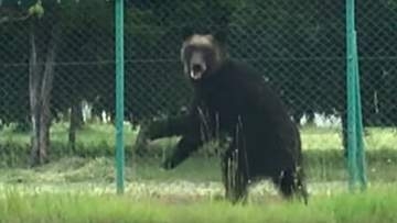 【札幌・東区クマ襲撃から5年】“全身140針”の重傷を負った男性「市街地での人身被害は『自然災害』…行政が支援策を考えるべき」約140年前の”丘珠事件”以来_東区での人身被害で対策は進んだのか？