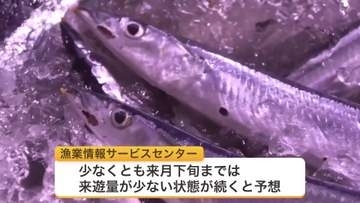 【サンマ漁】「水揚げ日本一」の根室・花咲港も低調_1日の水揚げ量は不漁だった2025年の1割程度の日も…2026年の来遊量は記録的不漁だった2025年の半分程度“少なくとも11月下旬”まで低水準か