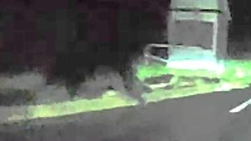 【事故の瞬間】“クマのような動物”が茂みから飛び出し乗用車と激突、サイドミラー折れ車体が大きくへこむ「ハンドル切ったが避け切れず…」動物は走り去り運転男性にケガは無し＜北海道歌志内市＞