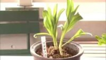 【速報】庭に生えていた有毒イヌサフランをギョウジャニンニクと誤って食べた女性が死亡…おう吐、腹痛、下痢、呼吸困難引き起こす有毒成分コルヒチンを含有…過去5年で5人死亡＜北海道札幌市＞