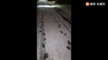 【ヒグマ速報】住宅街に”無数のクマの足跡”雪の上にくっきりと…現場周辺では動物園や神社に出没相次ぐ―同一個体か〈北海道札幌市〉