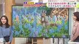 「北海道【菅井さんの天気予報 17日(金)】美しすぎる春…絵本のような花畑のリス！今週末のお出かけや花見は？」の画像1