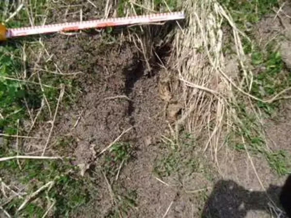 【ヒグマ速報】国道沿いの堆肥場で仕事しようとしたら…クッキリ残ったクマの足跡を複数発見…その近くにはフンも…警察が付近住民に注意呼びかけ〈北海道新十津川町〉