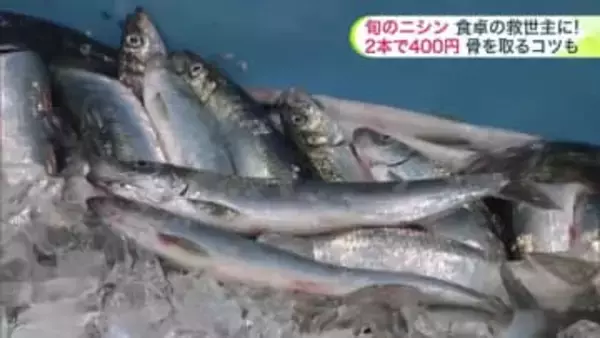 「幻の魚」ニシンが北海道に復活_今春も道南で続々水揚げ！物価高のなか食卓の救世主になるか…小骨が多くて食べづらい？プロの技で骨も気にせず美味しく食べられるコツも伝授
