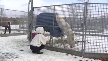 【午年で人気】元日のノーザンホースパーク例年の3割増＿白馬を見ると"無病息災"？「ハヤヤッコ号（白馬）を見に来た」子供たち大喜び！晴れ着姿のポニーショーも（北海道苫小牧市）