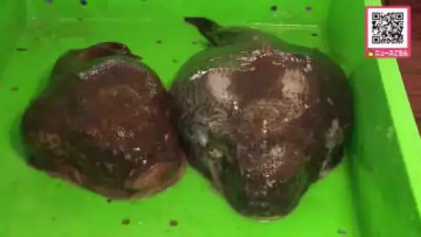 旬の魚「ごっこ」を楽しむ「恵山ごっこ祭り」が開催！市民など約2300人が詰めかけ名物「ごっこ汁」は昼前に850食が完売―地元で捕れたタコやホッケも販売〈北海道函館市〉