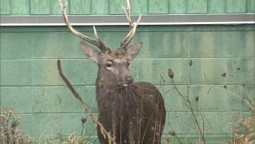 【エゾシカ速報】通報から5時間半以上オスジカ2頭が“居座る”3歳ぐらいと1～1歳半ぐらいか…高速道路の高架下で通行量が多い場所「なぜこんなところに」近隣住民も驚きと不安〈北海道札幌市〉