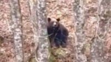 コバルトブルーでGW人気の観光地「神の子池」近くで体長約2メートルのクマ出没_50メートル離れた場所から撮影した女性と目が合う＿近くには山菜採りの人もいて注意を呼びかけ＜北海道清里町＞