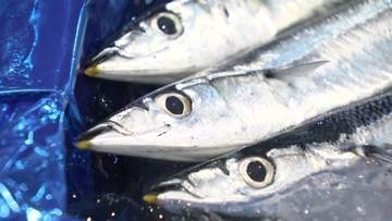【早くも秋の味覚】サンマ水揚げ日本一の港から出漁 家族から「頑張って」と声援…しかし来遊量は過去最低の予測 魚体も小ぶりで価格はどうなる…かつては豊漁で“1匹2円”の時代も