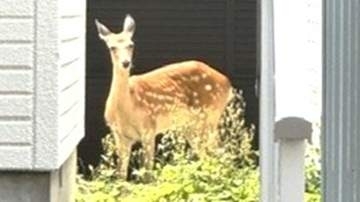 【札幌中心部にシカが居座る】職員が「吹き矢」で捕獲を試みるも興奮して逃走…壁を乗り越え住宅の庭へ…体長1メートルのメスジカ…市の担当者と警察が見守り警戒〈札幌市中央区〉