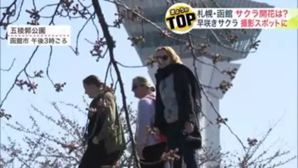 札幌と函館は"開花宣言"ならず＿札幌では3輪確認されるも“胴咲き”のためカウントされず…あす4月17日の開花となれば史上2番目の早咲きなるか〈北海道〉