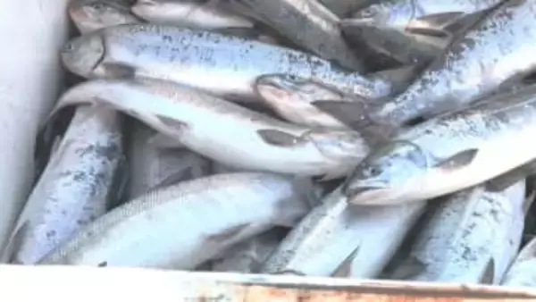 【サケとサンマで明暗】北海道の『秋サケ』水揚げ量561万5834匹と平成以降で"過去最低"を更新＿昨シーズンから約6割も減少＿一方で『サンマ』は豊漁に