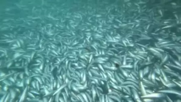 「イワシの大群」を追いかけてきた「マグロ」も酸欠か？岸壁に衝突した可能性も…海底に沈んだ大量のイワシの死骸とともに死んだマグロ数匹が見つかる〈北海道松前町〉