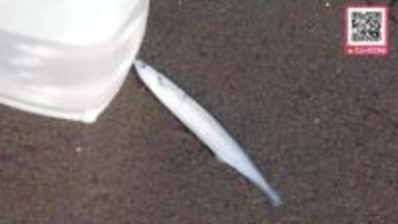 【サンマ入れ食い】根室港が“サンマラッシュ”で大にぎわい！中には1時間余りで100匹以上釣り上げた人も…秋の味覚の思わぬ豊漁に釣り人たち歓喜