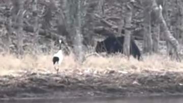 【ヒグマvsタンチョウ】岸辺で"にらみ合い"_タンチョウのエサ場に近づく1頭のクマ→威嚇するタンチョウに熊は_どちらも大きさは1.5ｍほど_接近遭遇の様子を撮影〈北海道根室市〉