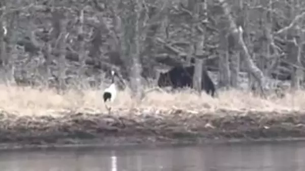 【ヒグマvsタンチョウ】岸辺で"にらみ合い"_タンチョウのエサ場に近づく1頭のクマ→威嚇するタンチョウに熊は_どちらも大きさは1.5ｍほど_接近遭遇の様子を撮影〈北海道根室市〉