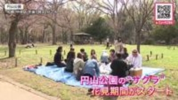 【札幌の円山公園で花見期間中の特別対応がスタート】火気使用禁止のなか多くの花見客でにぎわう「サクラきれい！」―4月25日から警備員の見回りも始まり本格的な花見の期間に〈北海道札幌市〉