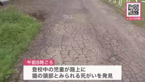 【路上で猫とみられる頭部を発見】通学中の児童が見つける…周辺で胴体や血痕見つからず_警察が動物愛護法違反の疑いも視野に捜査〈北海道岩見沢市〉