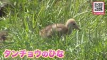 北海道釧路市の阿寒国際ツルセンターで4年ぶりに国の特別天然記念物・タンチョウの“ひなが誕生”愛くるしい姿に来場者の人気集める_5月3日にふ化