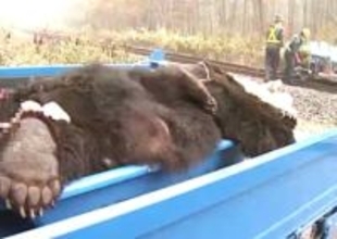 【ヒグマ速報】列車vsクマ衝突事故は『熊キャッチャー』で対応も＿北海道で過去最多56件の事故発生…安全確認のためハンターが現場まで出動するケースも…宗谷・石勝・石北線で目立つ運休や遅れ＜JR北海道＞