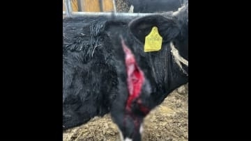 【ヒグマに襲われた？】過去に60頭以上の乳牛襲った『OSO18』出没した北海道標茶町でウシが被害に_皮膚が裂けて痛々しい“約40センチの傷”「1回味を占めたらまた来る可能性が高い」