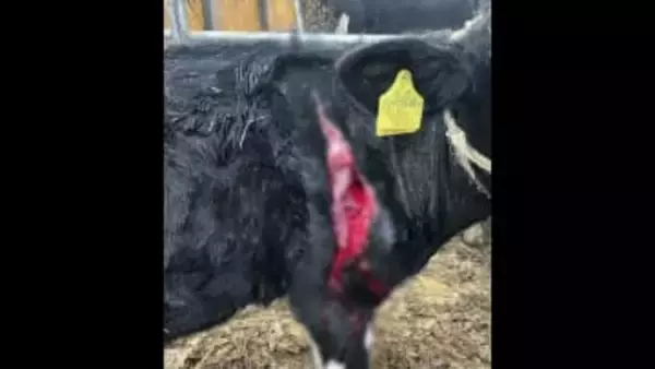 【ヒグマに襲われた？】過去に60頭以上の乳牛襲った『OSO18』出没した北海道標茶町でウシが被害に_皮膚が裂けて痛々しい“約40センチの傷”「1回味を占めたらまた来る可能性が高い」