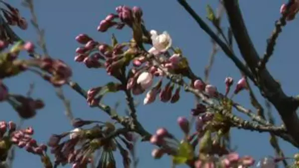 【桜前線が北海道に上陸】松前町で開花宣言！観測史上2番目の早さ_ソメイヨシノの標準木で5輪以上の開花_4月上旬は平均気温が9.3℃と統計開始以来最も高い記録を更新