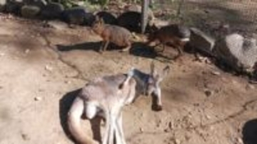 動物移動計画を白紙に…違法建築撤去求められるノースサファリサッポロは事業承継協議進展中に動物の移動を一時中止_246匹の動物が園内に残る＜北海道札幌市＞