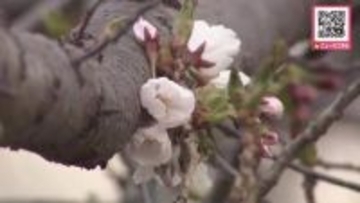 【サクラ前線北海道に！】札幌で“平年より13日早い”ソメイヨシノ開花発表―帯広ではエゾヤマザクラが統計開始以来最も早い開花―北海道各地で桜の開花ラッシュ