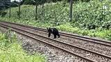 「【JR北海道】シカ・クマとの衝突件数が2025年度"過去最多"を記録…ヒグマと衝突した場合は"現場の安全確認"のためハンター手配などに時間を要する場合も」の画像1